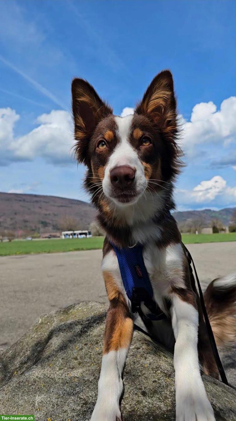 1-jährige Australian Shepherd Hündin möchte arbeiten