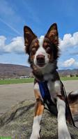 1-jährige Australian Shepherd Hündin möchte arbeiten