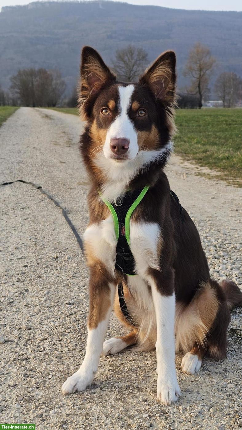 Bild 2: 1-jährige Australian Shepherd Hündin möchte arbeiten
