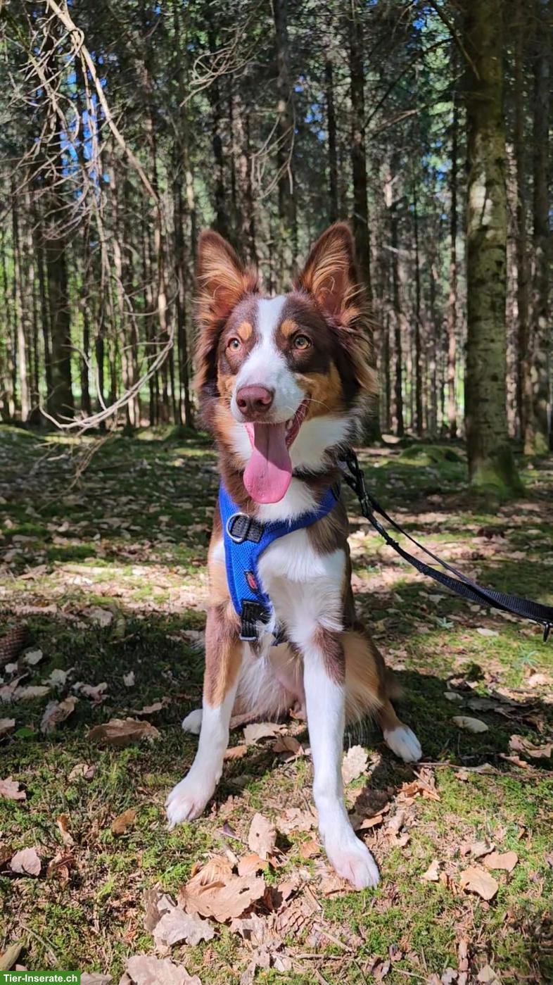 Bild 3: 1-jährige Australian Shepherd Hündin möchte arbeiten