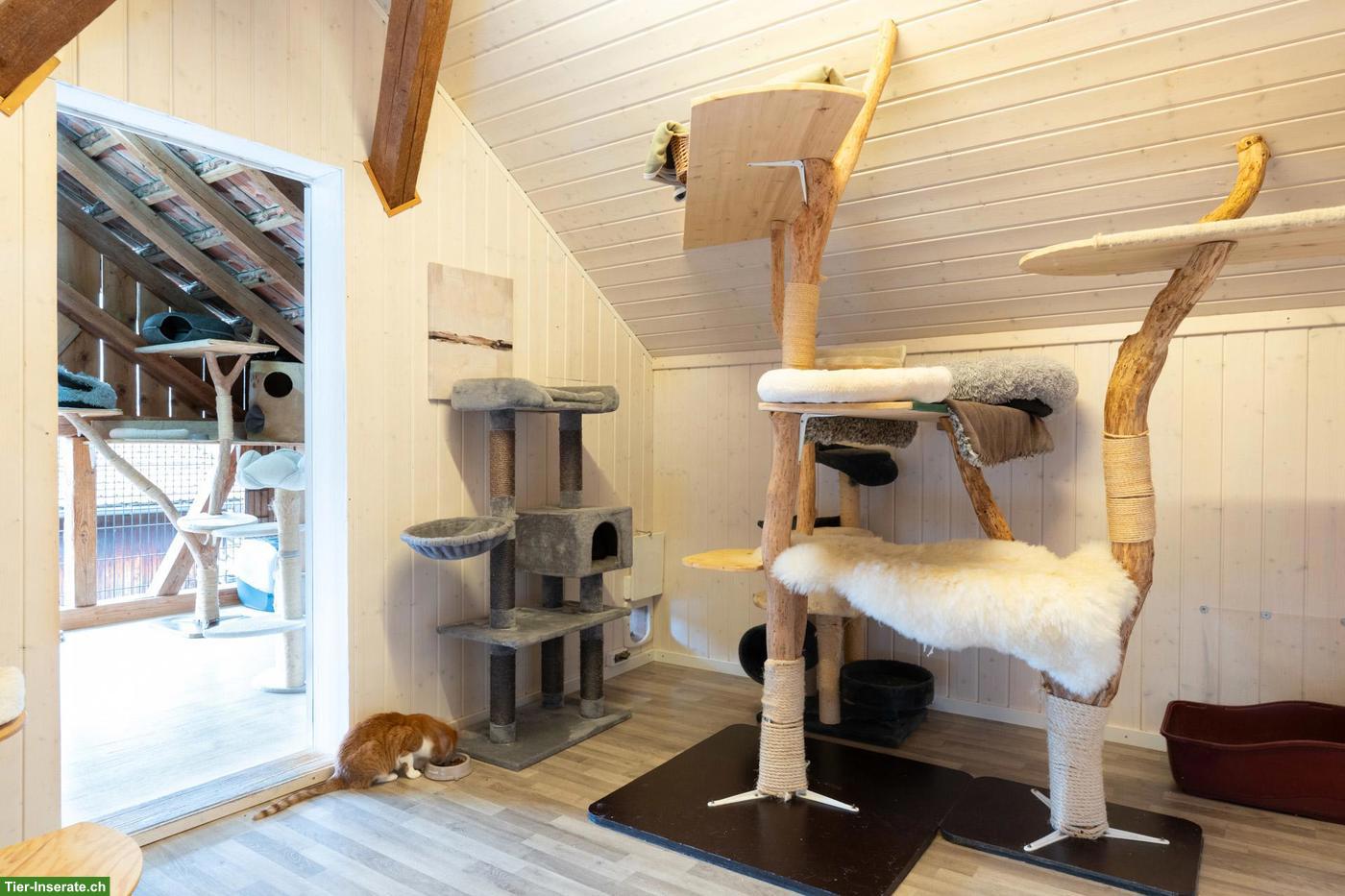 Bild 4: Katzenhotel Neerach - Katzenbetreuung im ZH-Unterland