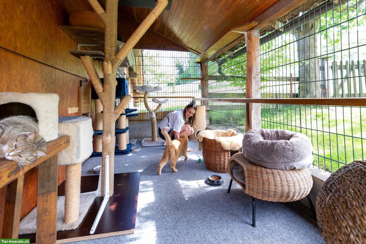 Bild 6: Katzenhotel Neerach - Katzenbetreuung im ZH-Unterland