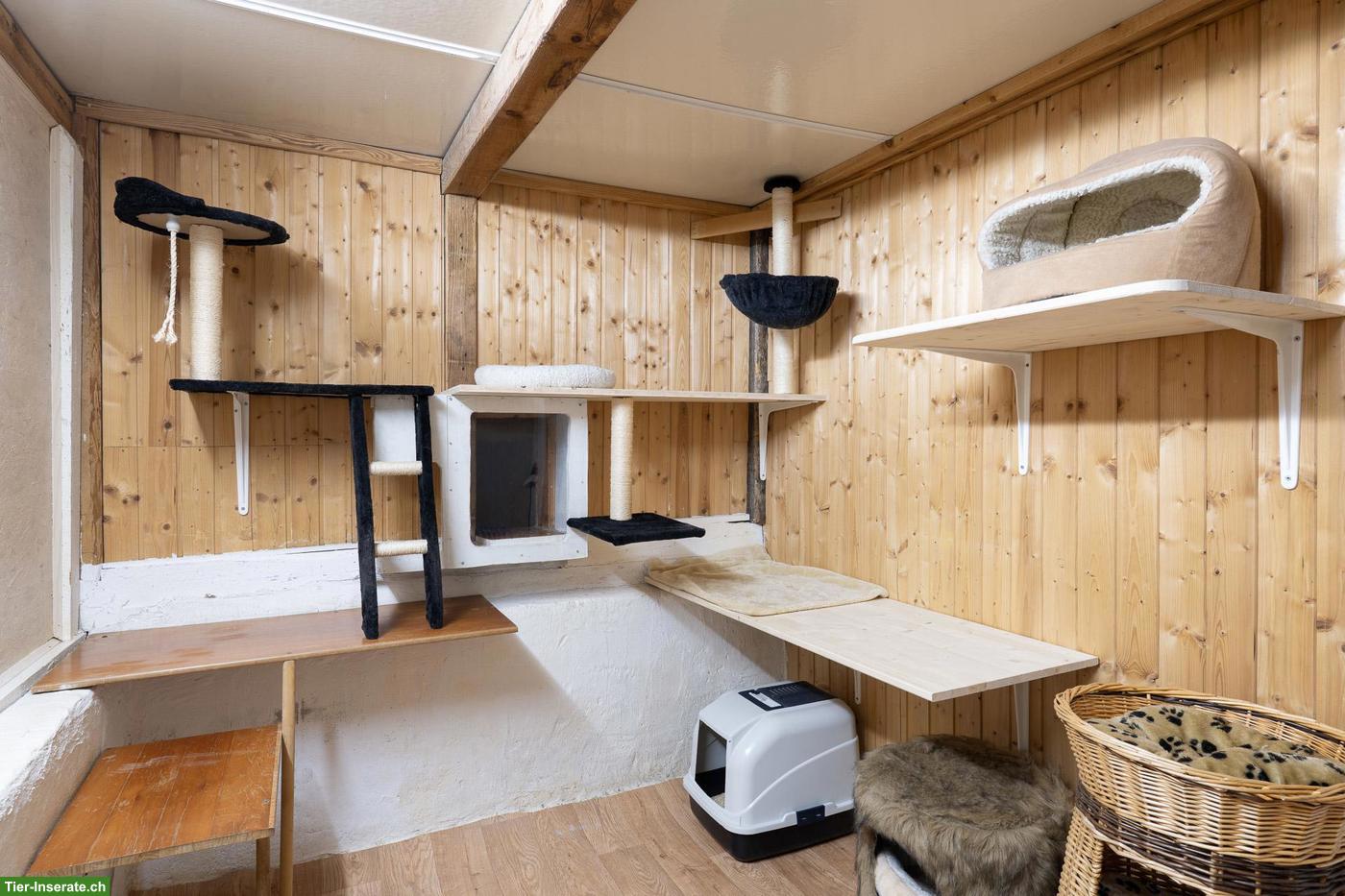 Bild 7: Katzenhotel Neerach - Katzenbetreuung im ZH-Unterland