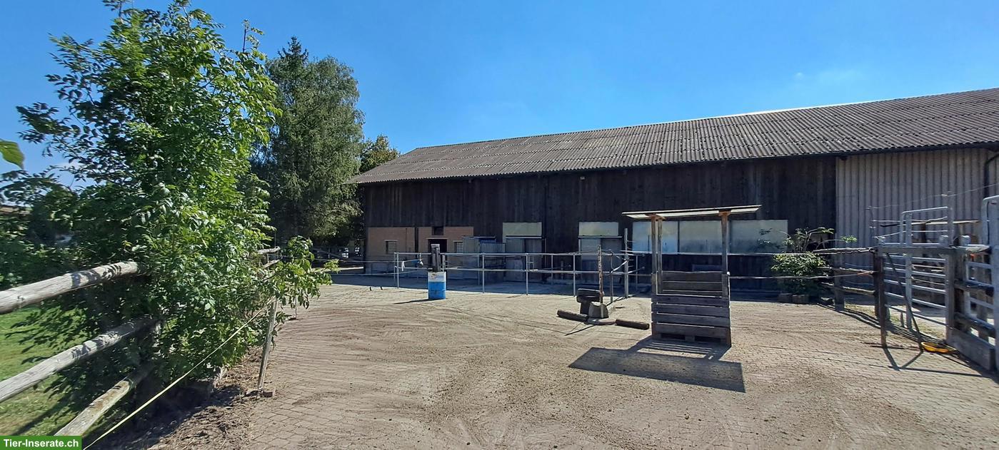Bild 5: Fensterboxe mit grossem Auslauf frei in Bärfischenhaus BE