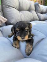 Reinrassige Yorkshire Terrier Welpen
