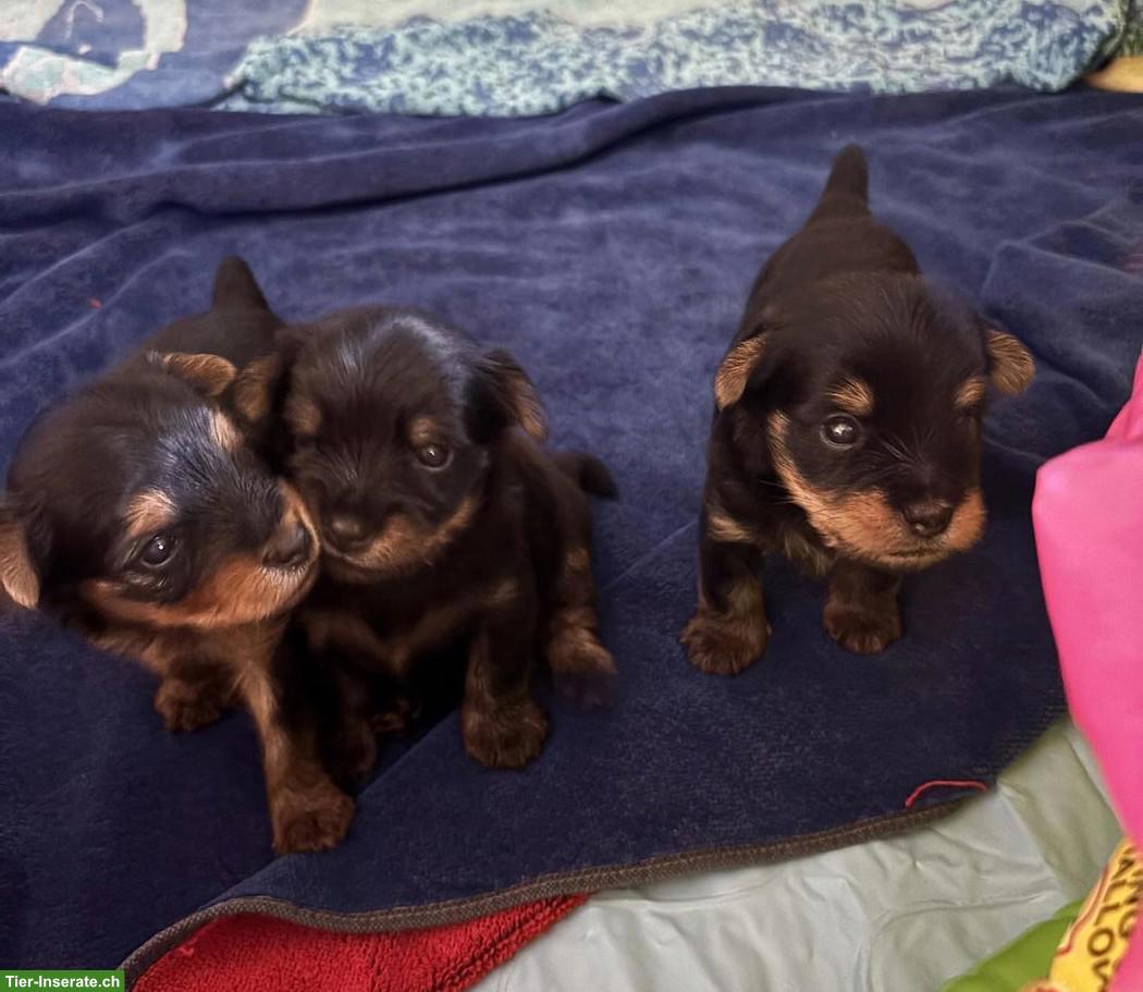 Bild 2: Reinrassige Yorkshire Terrier Welpen