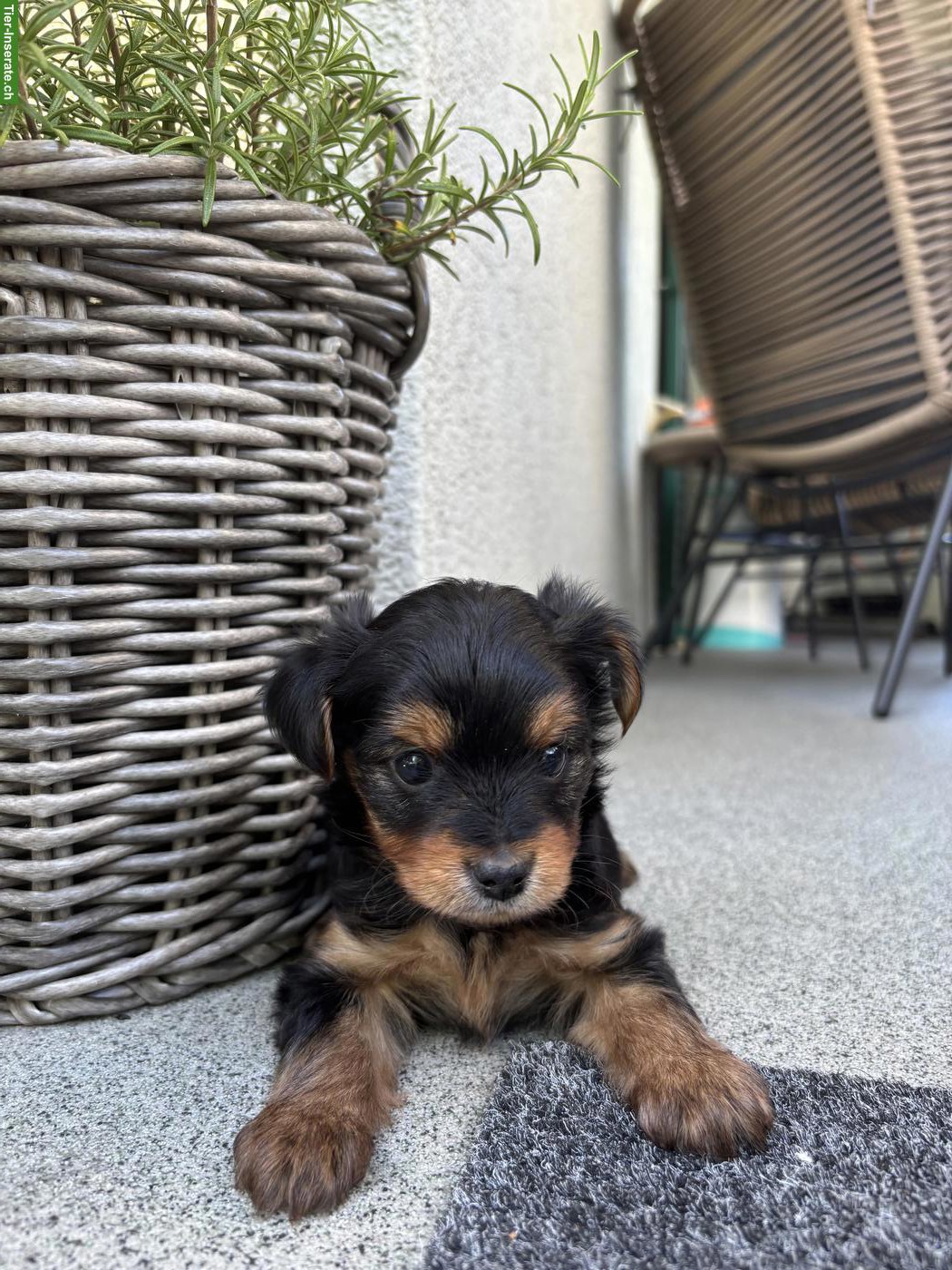 Bild 3: Reinrassige Yorkshire Terrier Welpen