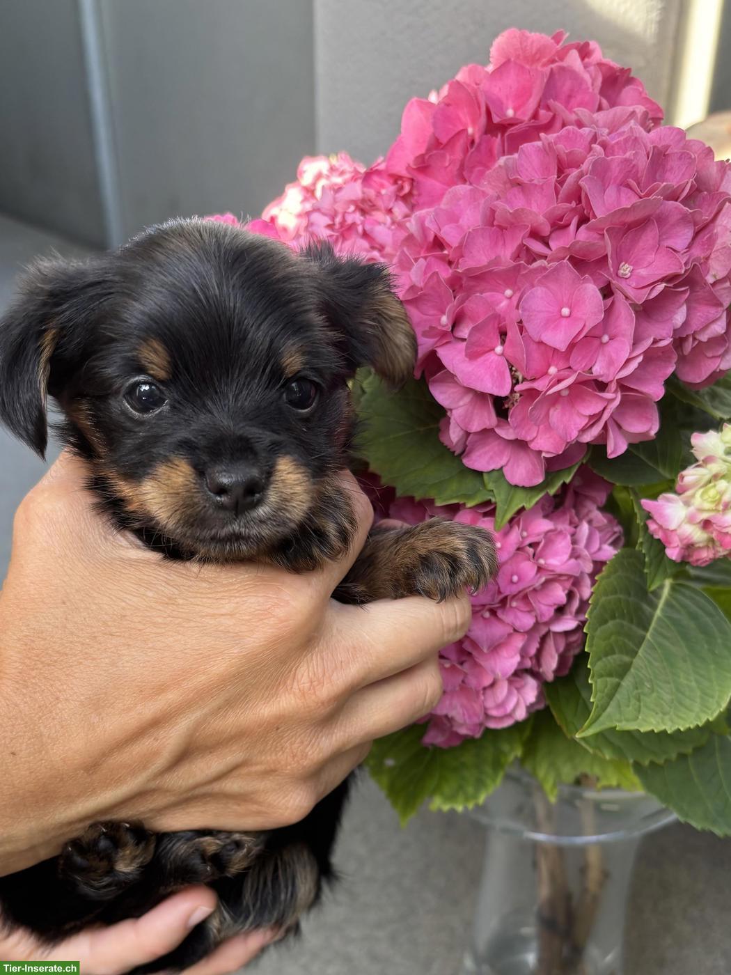 Bild 4: Reinrassige Yorkshire Terrier Welpen