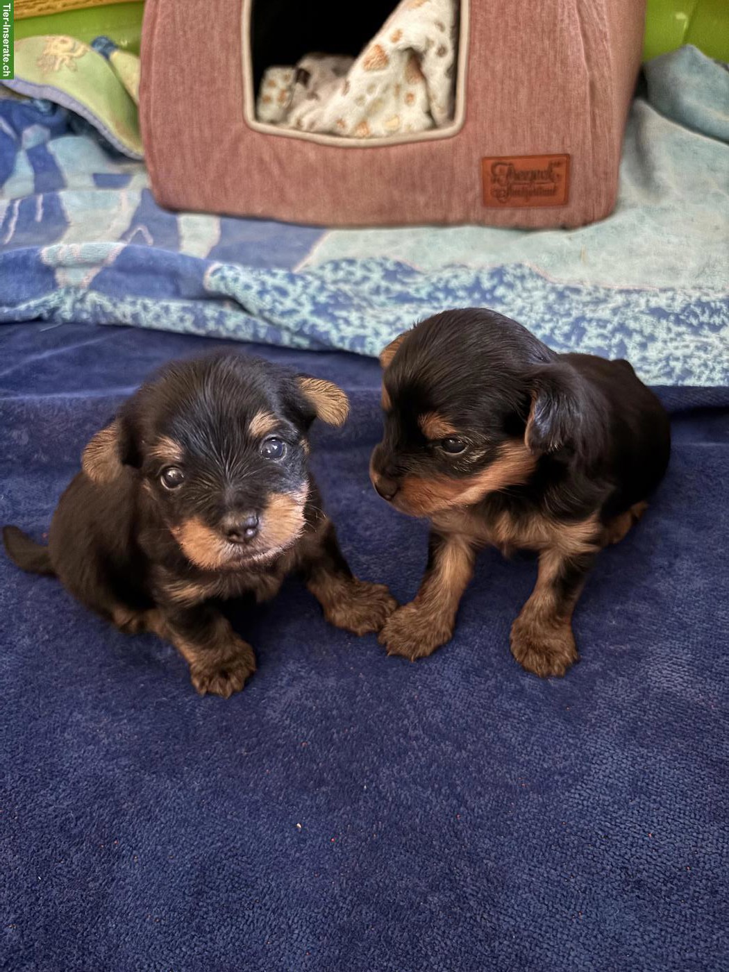 Bild 5: Reinrassige Yorkshire Terrier Welpen