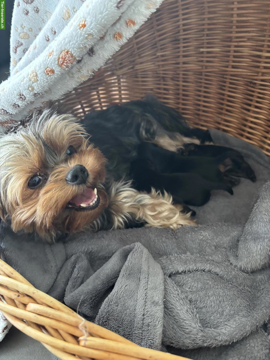 Bild 6: Reinrassige Yorkshire Terrier Welpen