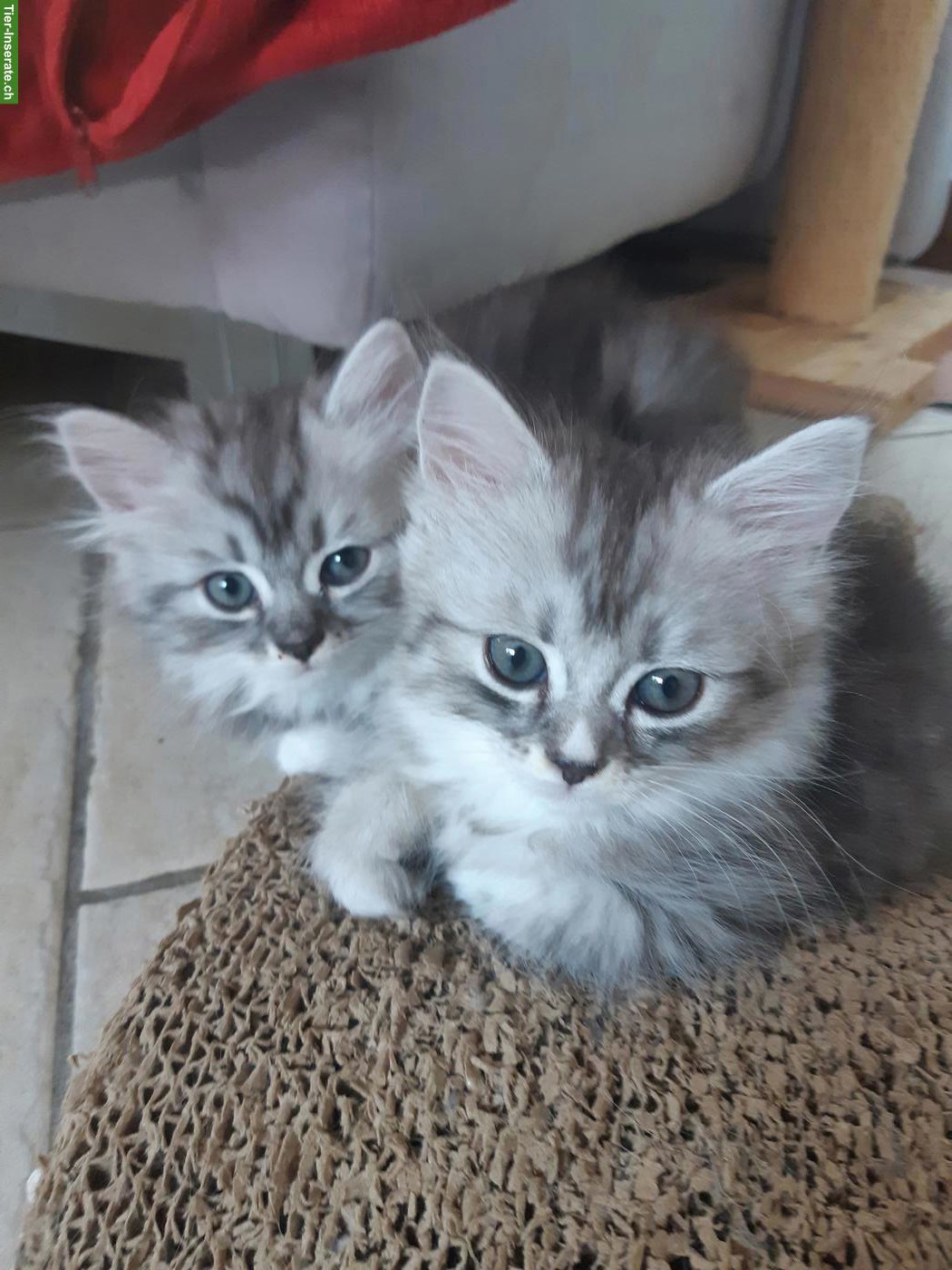 Chinchilla Perser x Heilige Birma Mix Kitten