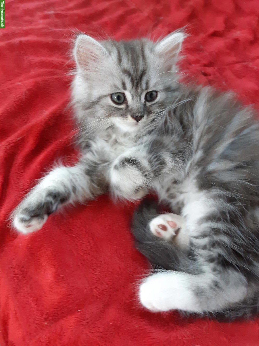 Bild 2: Chinchilla Perser x Heilige Birma Mix Kitten
