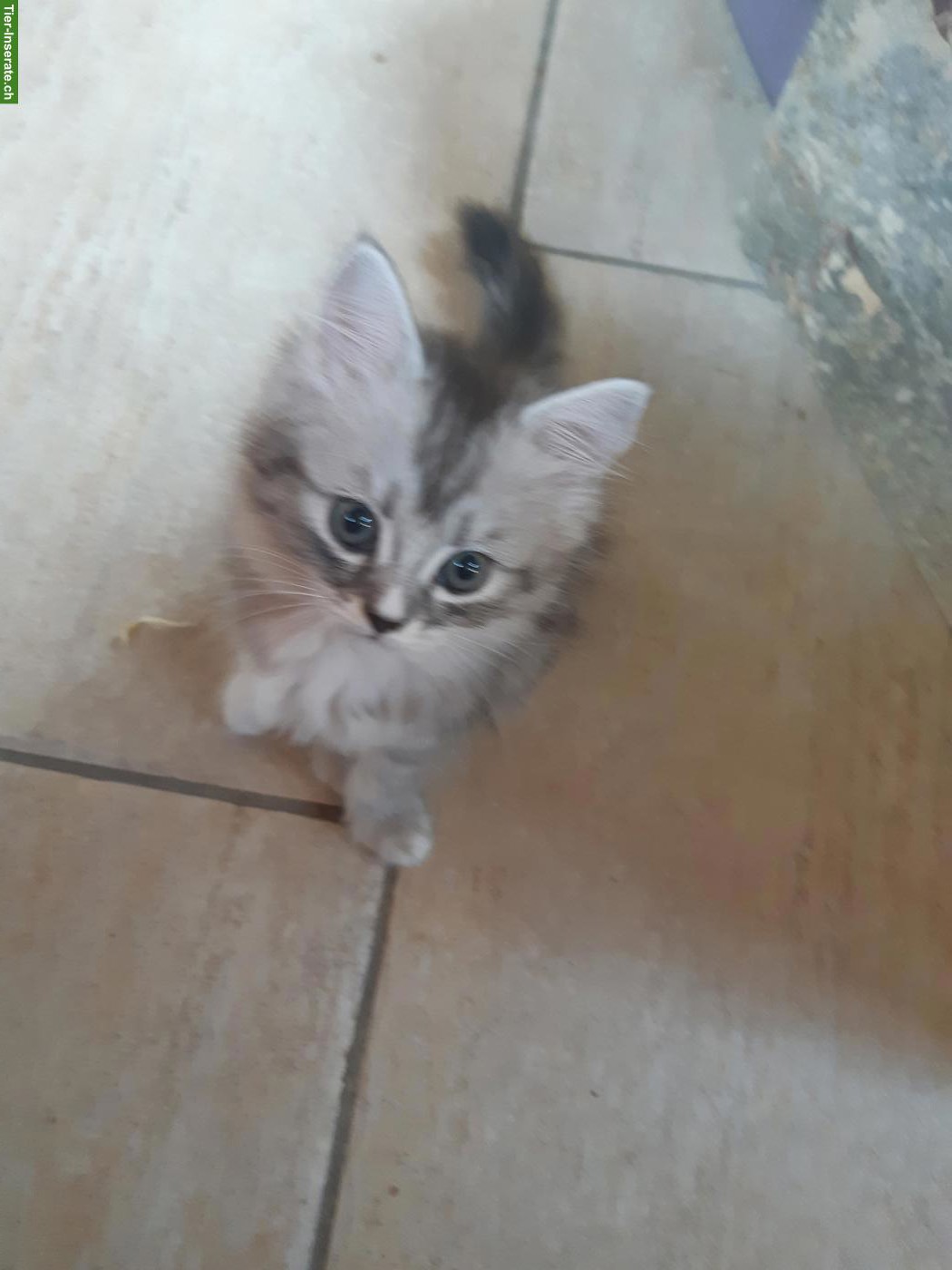 Bild 3: Chinchilla Perser x Heilige Birma Mix Kitten