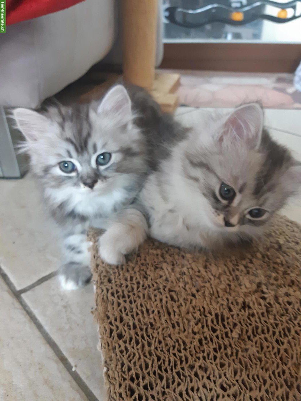 Bild 4: Chinchilla Perser x Heilige Birma Mix Kitten