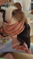 Junges weibliches Meerschweinchen