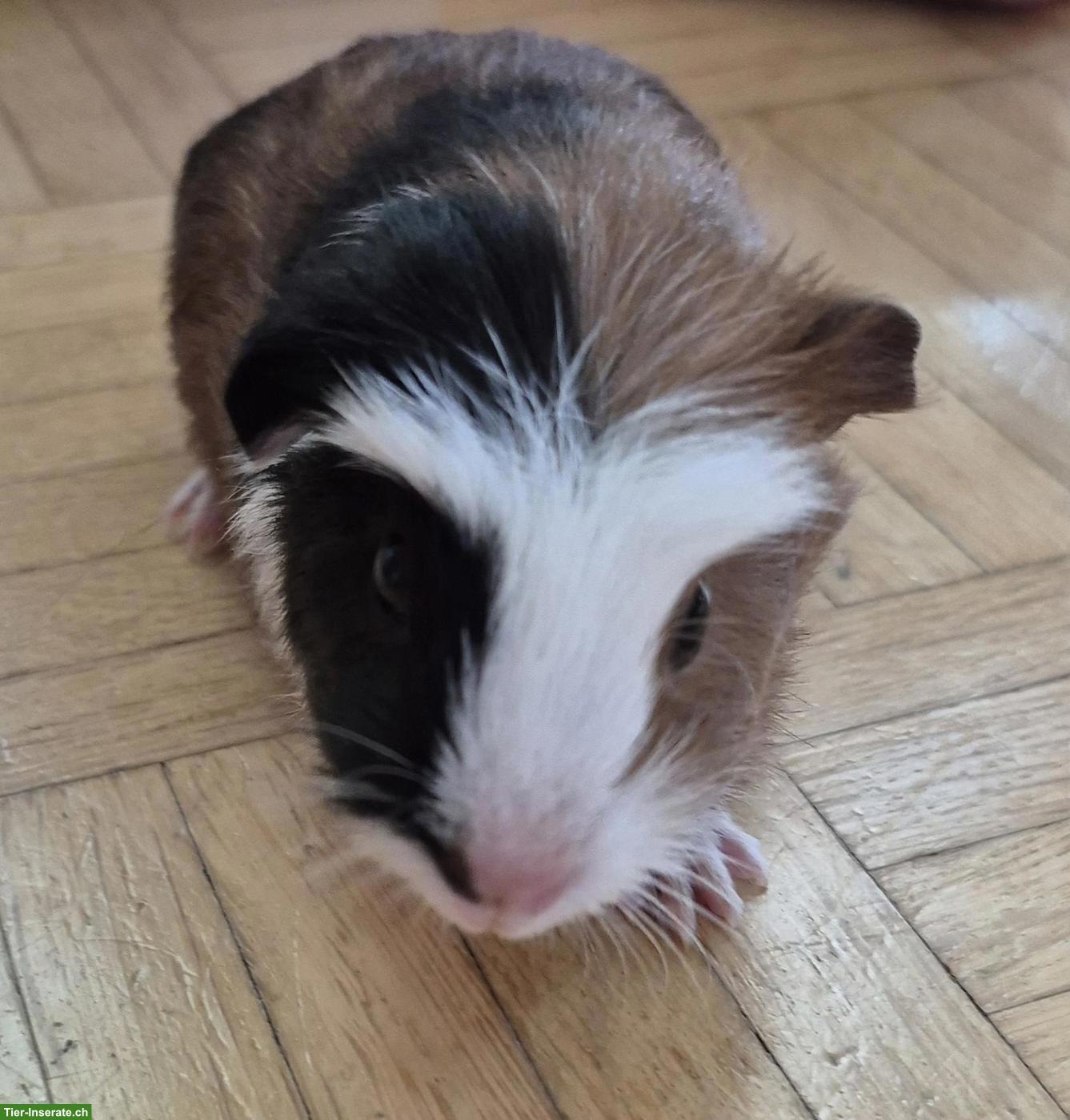 Bild 2: Junges weibliches Meerschweinchen