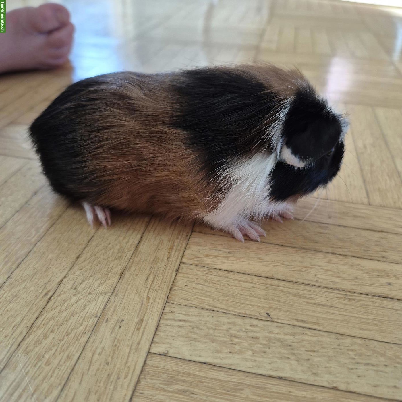 Bild 3: Junges weibliches Meerschweinchen