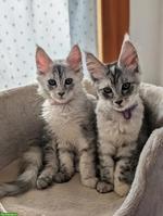 Wunderschöne Maine Coon Kitten mit Stammbaum