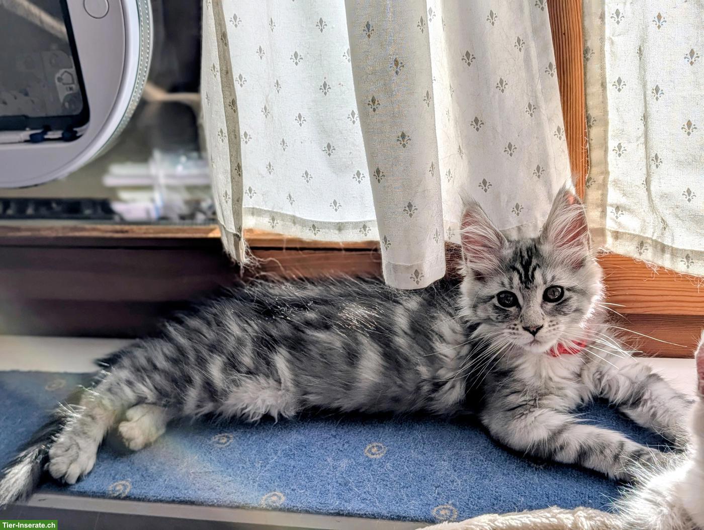 Bild 10: Wunderschöne Maine Coon Kitten mit Stammbaum