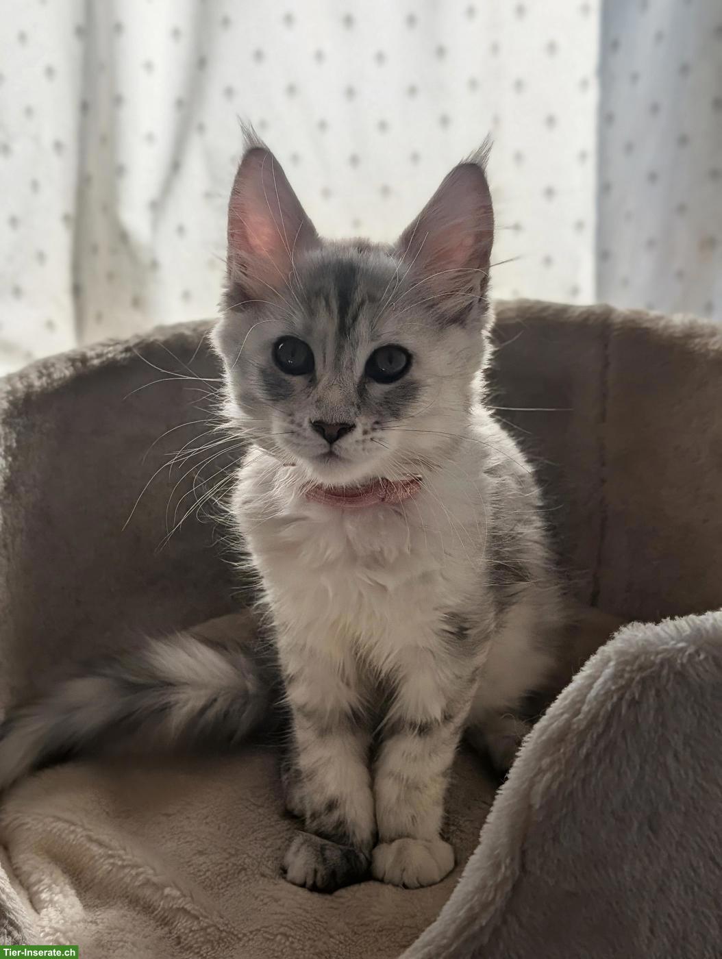 Bild 3: Wunderschöne Maine Coon Kitten mit Stammbaum