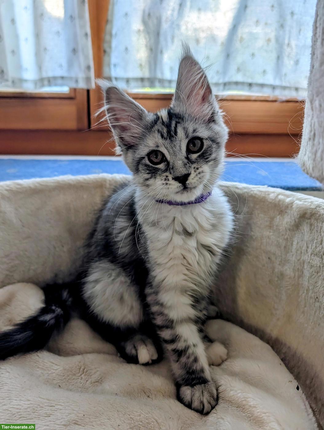 Bild 4: Wunderschöne Maine Coon Kitten mit Stammbaum