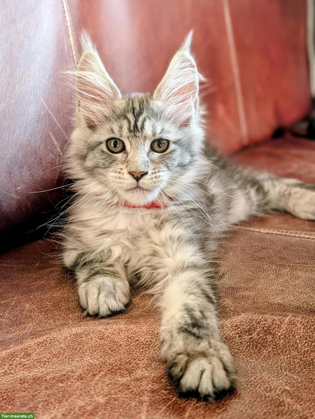 Bild 5: Wunderschöne Maine Coon Kitten mit Stammbaum