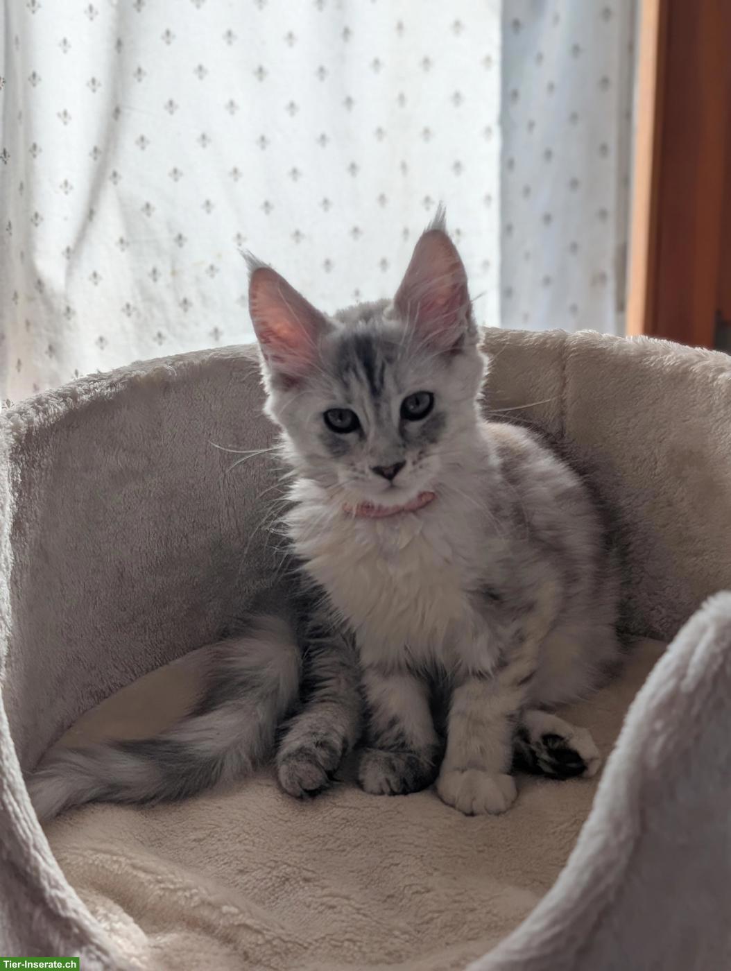 Bild 7: Wunderschöne Maine Coon Kitten mit Stammbaum