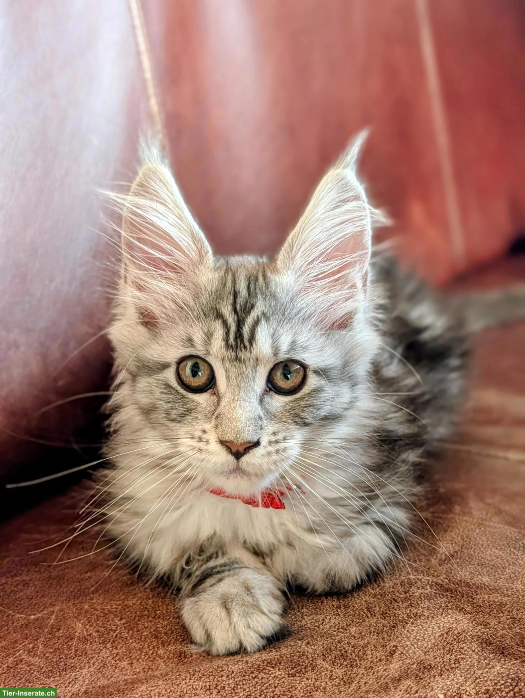 Bild 8: Wunderschöne Maine Coon Kitten mit Stammbaum