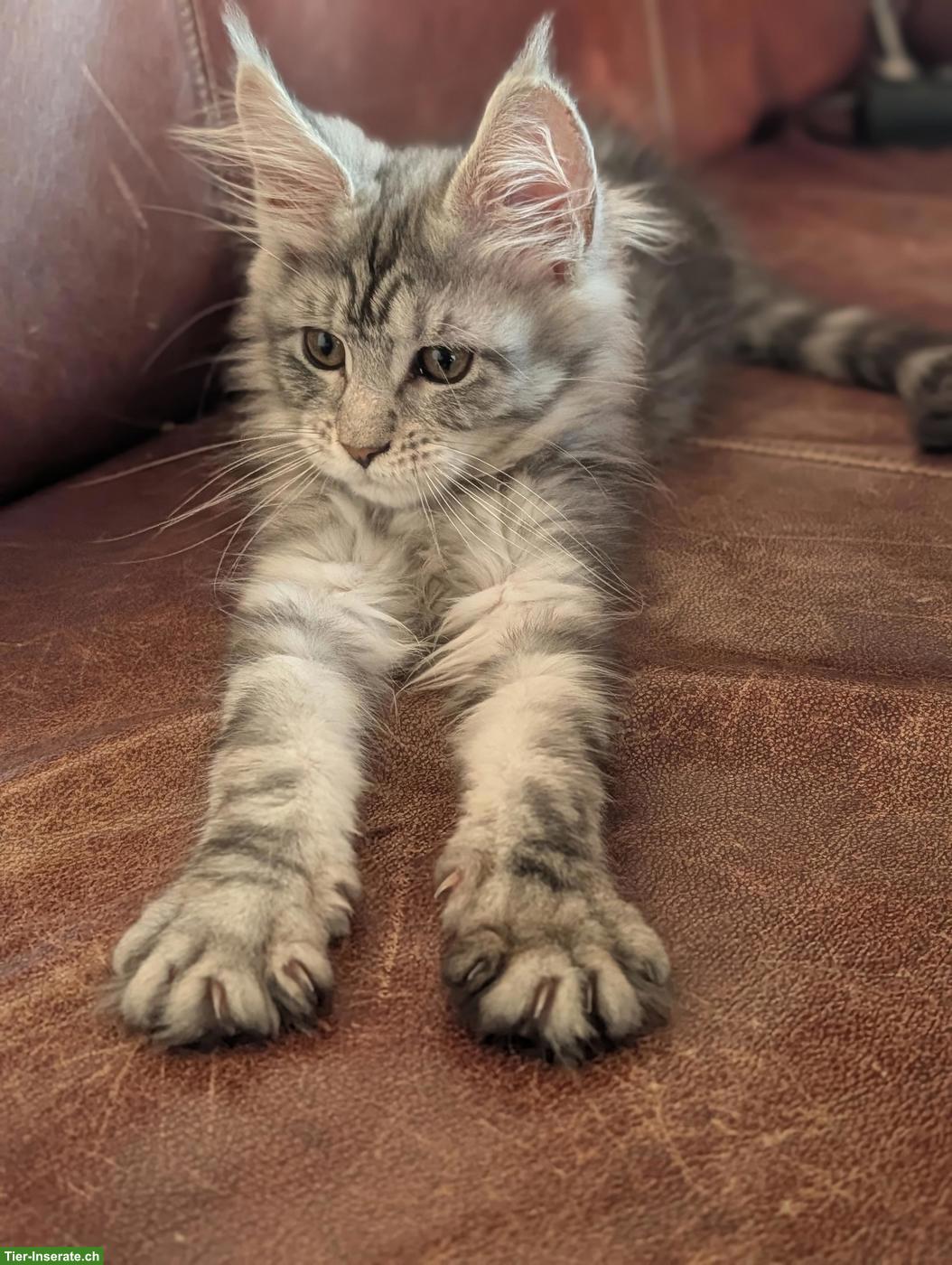 Bild 9: Wunderschöne Maine Coon Kitten mit Stammbaum