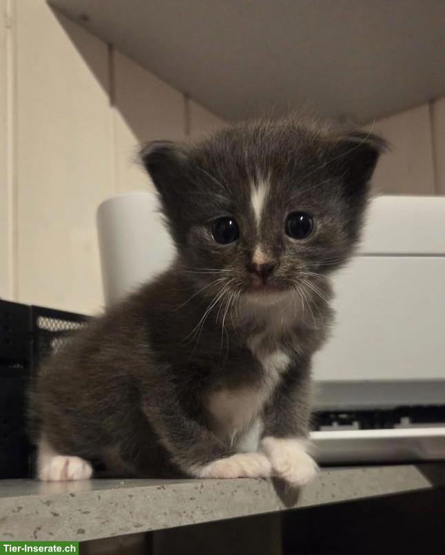 Wunderschöner Heilige Birma Mix Kitten (Kater)