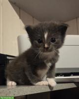 Wunderschöner Heilige Birma Mix Kitten (Kater)