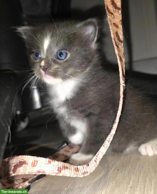 Bild 2: Wunderschöner Heilige Birma Mix Kitten (Kater)