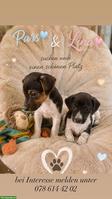 Jack Russell Terrier Welpen zu verkaufen