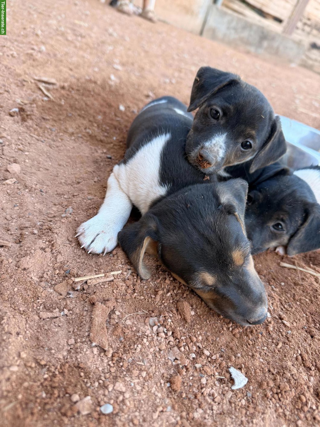 Bild 2: Jack Russell Terrier Welpen zu verkaufen