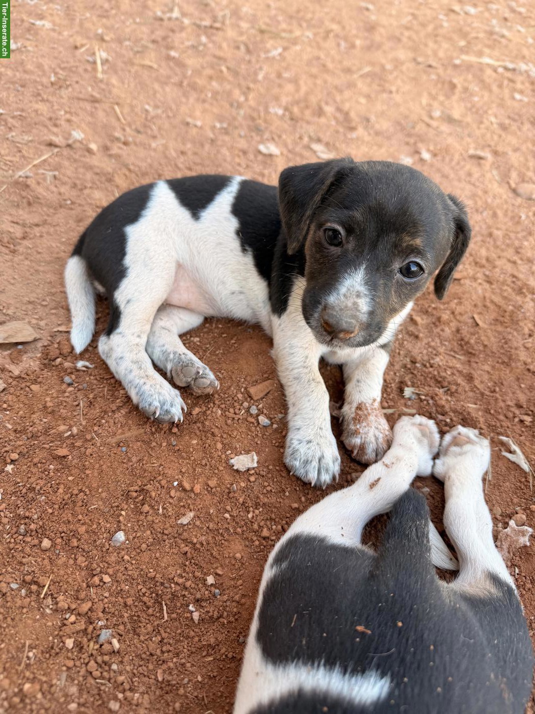 Bild 3: Jack Russell Terrier Welpen zu verkaufen