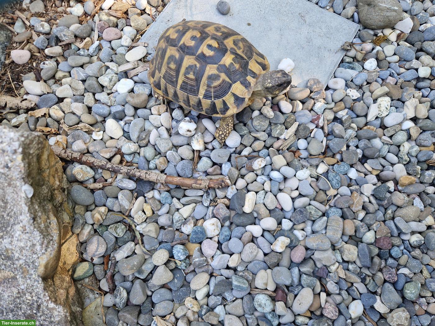 Griechische Landschildkröte THB "Kaleida", weiblich, 10-jährig