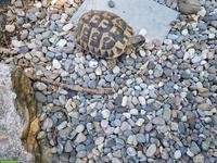 Griechische Landschildkröte THB "Kaleida", weiblich, 10-jährig