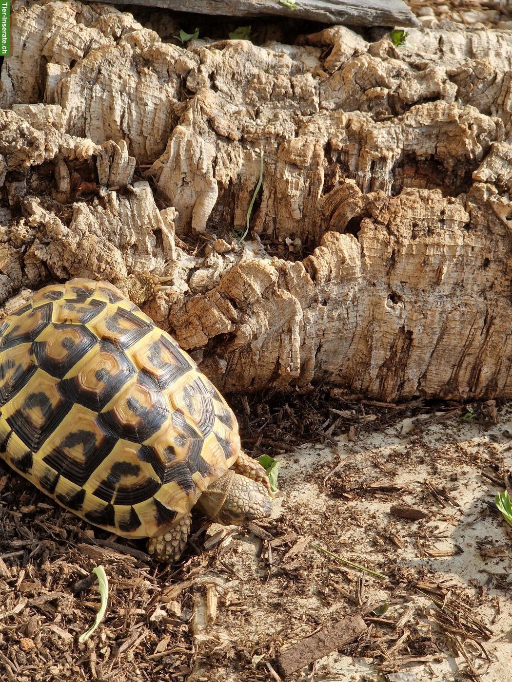 Bild 2: Griechische Landschildkröte THB "Kaleida", weiblich, 10-jährig