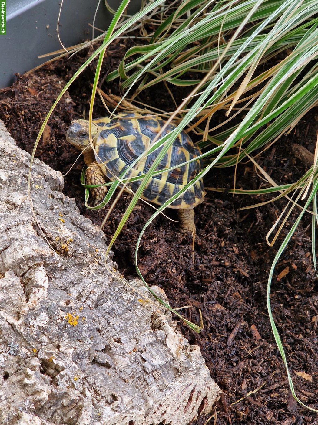 Griechische Landschildkröte THB "Aiko", männlich, 10-jährig