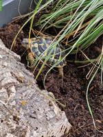 Griechische Landschildkröte THB "Aiko", männlich, 10-jährig