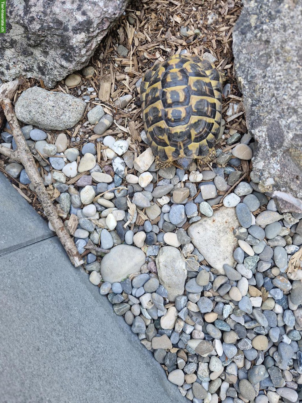 Bild 2: Griechische Landschildkröte THB "Aiko", männlich, 10-jährig