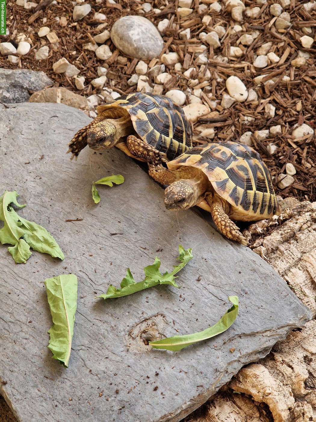 Bild 3: Griechische Landschildkröte THB "Aiko", männlich, 10-jährig