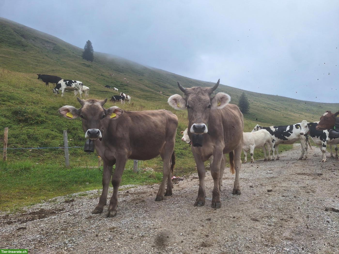 Suche Stall oder Weidschürli Region Adelboden