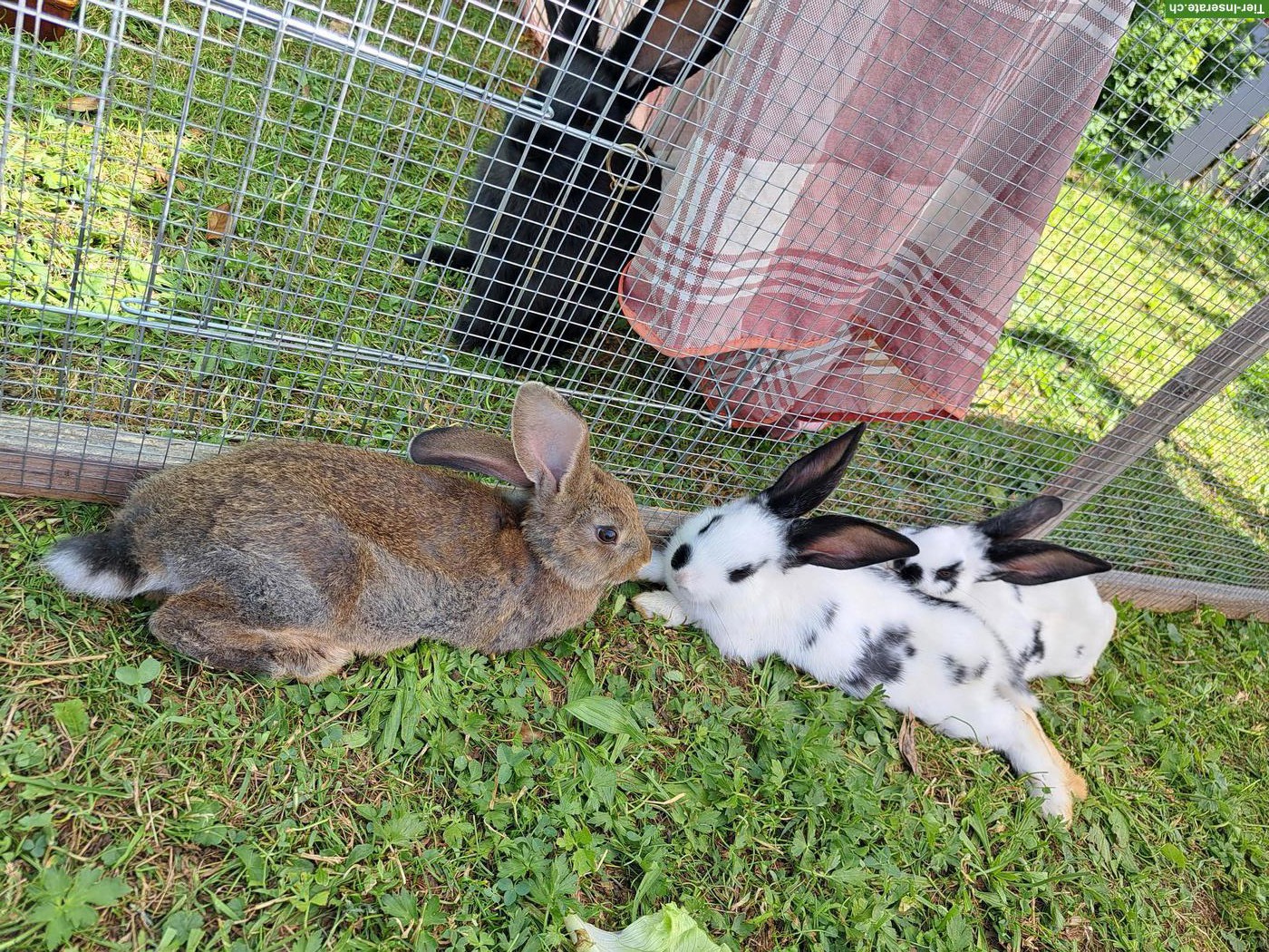 Junge Kaninchen/Hasen zu verkaufen
