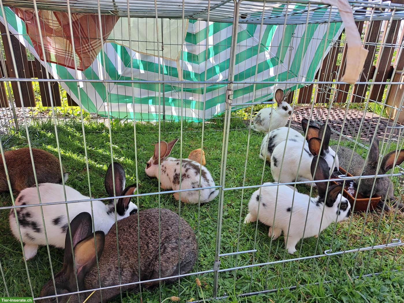 Bild 2: Junge Kaninchen/Hasen zu verkaufen