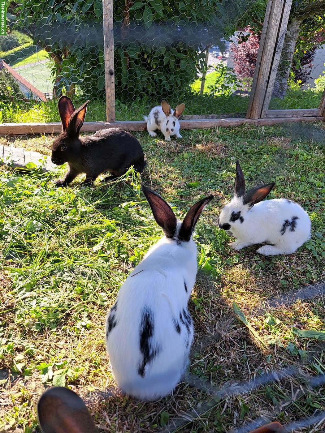 Bild 3: Junge Kaninchen/Hasen zu verkaufen