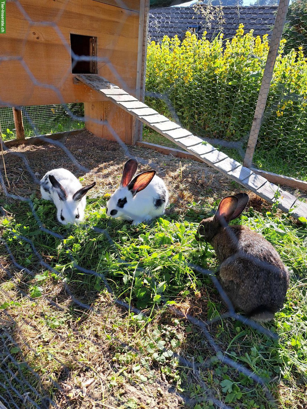 Bild 4: Junge Kaninchen/Hasen zu verkaufen