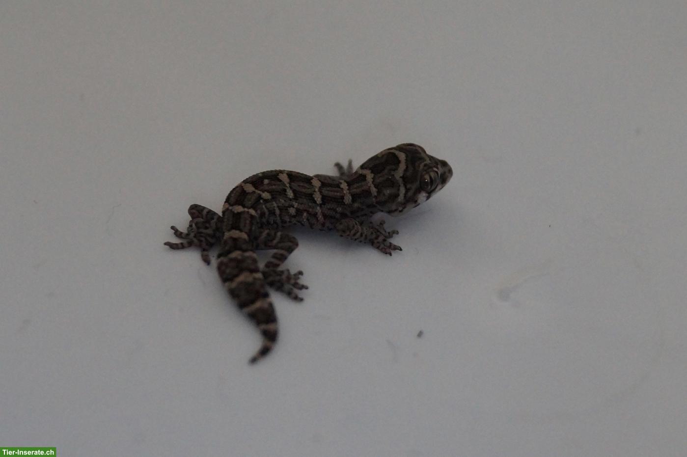 Geckos, Echsen & Schildkröten aus eigener Nachzucht
