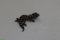 Geckos, Echsen & Schildkröten aus eigener Nachzucht