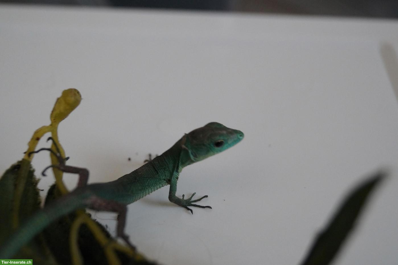 Bild 2: Geckos, Echsen & Schildkröten aus eigener Nachzucht